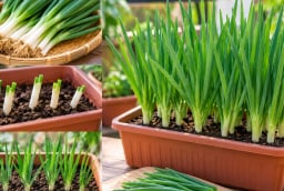 Trồng hành lá trong chậu: Cách đơn giản, nhanh gọn, chăm sóc nhàn mà vẫn có rau ăn quanh năm
