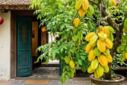 2 hướng tốt nhất trồng cây Khế