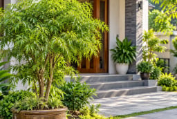 Cây đinh lăng phong thủy nên trồng ở đâu?