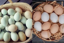 Trứng gà và trứng vịt - loại nào bổ dưỡng hơn?