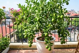 Mệnh nào hợp trồng cây chanh nhất?