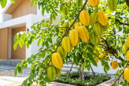 Cách trồng khế quả chín đầy cành, ngọt lịm, mọng nước