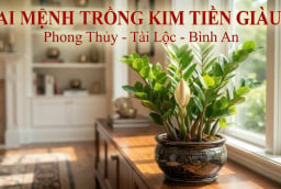 2 mệnh trồng kim tiền cực kỳ may mắn: Cây càng xanh người càng thăng quan phát tài