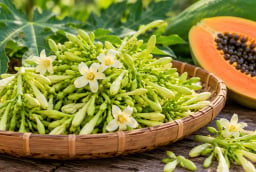 Hoa đu đủ đực không phải ai cũng nên dùng: 5 nhóm người cần đặc biệt cẩn thận