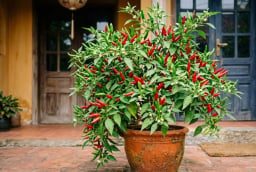 Vị trí trồng cây ớt hút tài lộc