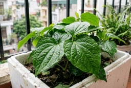 Cách trồng lá lốt trong chậu, cắm vài cành, ăn quanh năm