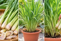 Cách trồng sả trong chậu nhanh thành bụi to, có sả dùng quanh năm: Chỉ cần nhớ 5 bước này