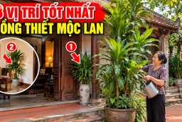 3 Vị trí tốt nhất trồng cây Thiết Mộc Lan cho gia chủ