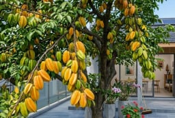 Vì sao nên trồng một cây khế trong nhà?