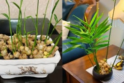 Trồng gừng phong thủy: Nên trồng trong đất hay trồng thủy sinh?