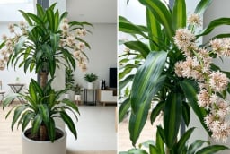 Cách trồng cây thiết mộc lan ra hoa, gia chủ nên lưu ý những gì?
