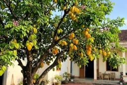 4 vị trí trồng cây khế hút tài lộc vào nhà