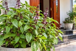 Trồng cây húng quế tại nhà, tin vui tới