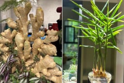 Tại sao nhiều người thích trồng gừng phong thủy trong nhà?