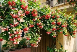 Cách trồng cây sử quân tử (hoa giun) xanh tốt quanh năm, hoa nở thơm ngát