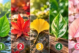 Chọn 1 chiếc lá để xem vận khí xung quanh bạn đang thế nào?