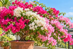 Mẹo trồng hoa giấy nhanh ra hoa, hoa nở liên tiếp: Chỉ cần điều chỉnh đúng 4 yếu tố này