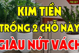 2 vị trí trồng kim tiền: Tiền Vào Như Nước