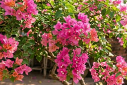 Làm thế nào để hoa giấy nở đúng dịp Tết?