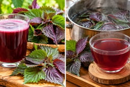 Nên uống nước tía tô sống hay chín?