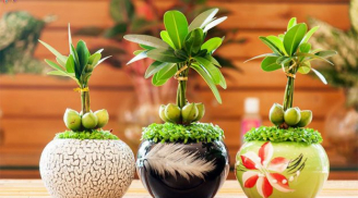5 loại cây cảnh phong thủy trong phòng khách giúp gia chủ thu tài hút lộc, gội của cải về