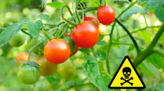 5 điều cực độc khi ăn cà chua, số 1 nguy hiểm nhất thậm chí mất mạng