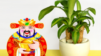 Đặt ngay 5 loại cây này trong nhà để thần Tài 'ưng lòng vừa ý' ban phát tài lộc, rung đùi cũng có tiền