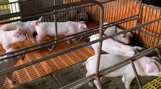 Cấm nuôi gà, lợn ở 12 quận Hà Nội kể từ ngày 1/8