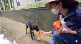 Thuỷ Tiên quan tâm 1 chú chó đói rét giữa mưa lũ, Công Vinh hé lộ chuyện 'kiến kéo vào nhà cũng không đuổi'