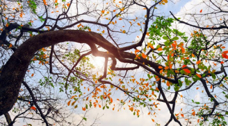 Thời tiết ngày 21/11: Bắc Bộ ngày nắng, đêm mưa rào rải rác
