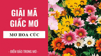 Giải mã giấc mơ: Ngủ mớ thấy hoa cúc là điềm báo gì?