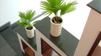 Vị trí đắc địa đặt cây phong thuỷ để lộc chảy về túi, cây càng xanh tốt càng lắm tiền tài