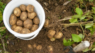 Mẹo trồng khoai tây trong chậu cho củ vừa to vừa bở