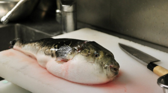 Thứ cá có độc chết người nhưng trở thành món đặc sản vạn người mê ở Nhật Bản