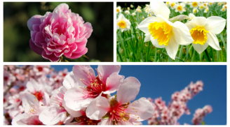 7 loài hoa giúp thu hút tài lộc, bày trong nhà vừa đẹp vừa sang lại không lo nghèo đói