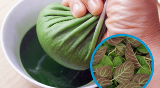 3 loại lá sẵn có, rẻ tiền nhưng lại là phương thuốc quý chữa trào ngược dạ dày ít người biết