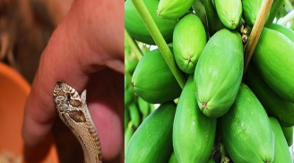 5 loại cây giải độc khi bị rắn cắn, côn trùng đốt, ngộ độc thực phẩm