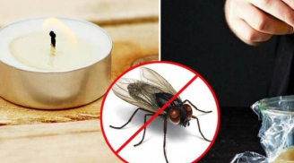 Làm 'bẫy ruồi' tự nhiên không cần đến hóa chất độc hại chỉ với nguyên liệu quen thuộc trong bếp