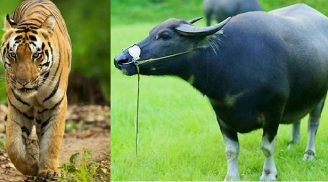 Cuối tuần (25-26/9): 3 con giáp hỷ sự lâm môn, tiền bạc ngập két