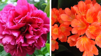 Top 5 loài hoa phong thủy giúp mang đến phú quý, vinh hoa cho gia chủ