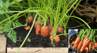 Mẹo trồng cà rốt đơn giản tại nhà, cứ 3 tháng lại cho một lứa, củ mập mạp ngọt ngon