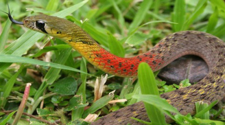 Bị rắn học trò nhà nuôi cắn, bé 3 tuổi vĩnh viễn không qua khỏi