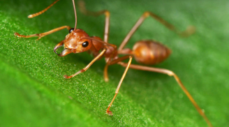 Nhà tuyển dụng hỏi: 1 con kiến có 7 chân, vậy 100 con kiến có tổng mấy chân? Đáp án không hề dễ