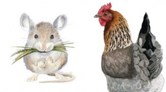 Tuần mới: 3 con giáp vận may ngập tràn, có thể một bước lên mây