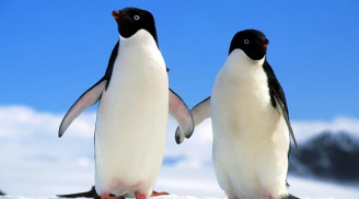 Vì sao chim cánh cụt có cánh nhưng lại không thể bay?