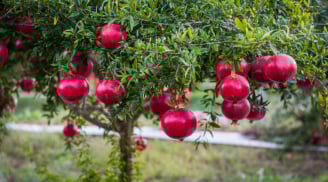 Cổ nhân nhắc nhở: “Phía Đông trồng lựu hốt vàng, phía Tây trồng hồng hốt bạc' vợ chồng hoà hợp, con cái giỏi giang