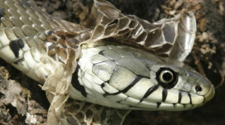 Vì sao loài rắn phải thường xuyên phải tự lột da?