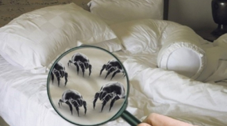 Nhìn thì sạch sẽ nhưng giường ngủ có chứa 4 vi khuẩn độc hại, âm thầm gây bệnh cho cả nhà
