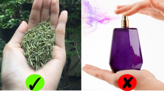 4 loại lá rẻ bèo càng dùng càn thơm ngát: Chị em không cần dùng nước hoa vẫn diệt mùi hôi dễ dàng
