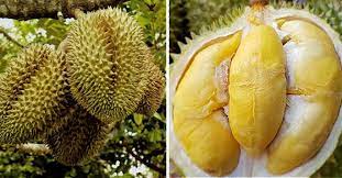 Sầu riêng bổ ra chưa chín: Làm theo cách này, sầu riêng chín nhanh thơm lừng như mới hái